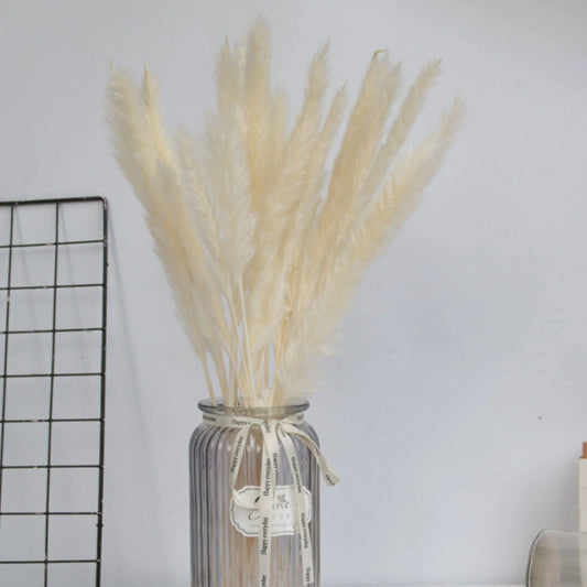 15 Natural Dried Pampas Grass Phragmites for DIY Home and Wedding Decor